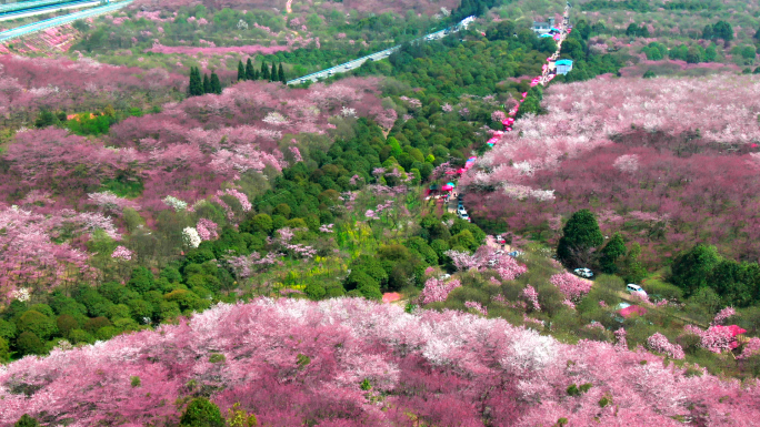 红枫湖樱花航拍4k