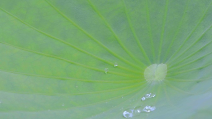 荷花  水珠  农业  美丽乡村