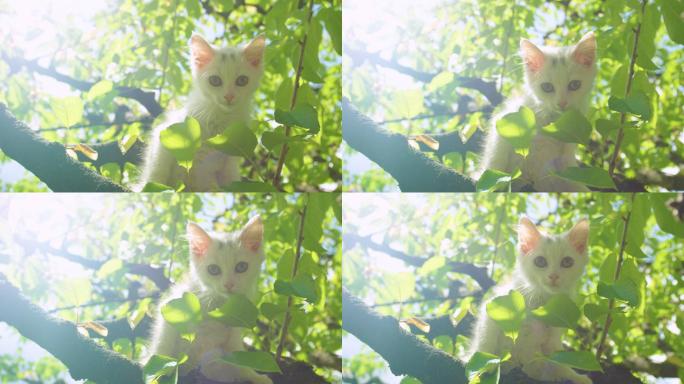 好奇的白色小猫从一棵大树上环顾后院。