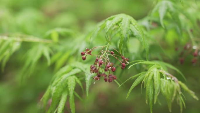 春雨滋润的枫树 绿色的枫树叶