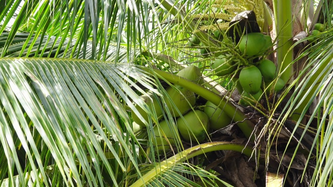 绿色椰子。