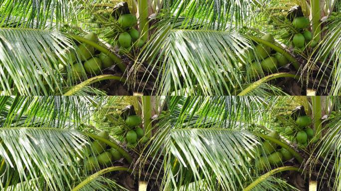 绿色椰子。