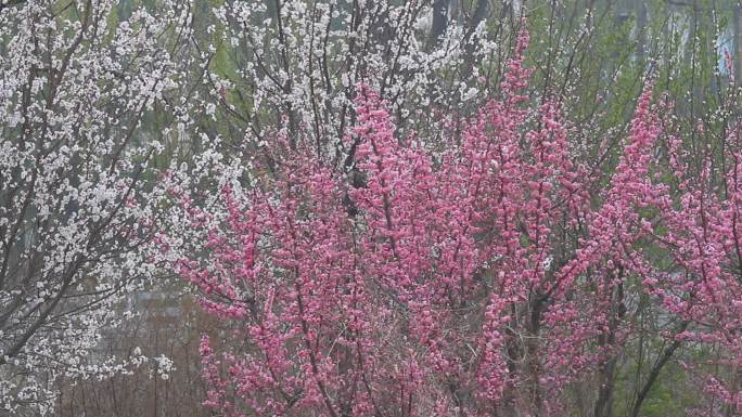 山东济南：小清河百花齐放迎来春分节气