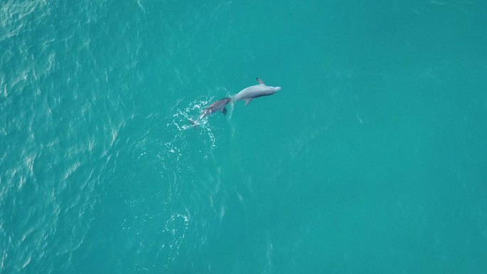 野生海豚大海鲸鱼实拍视频海鱼鲨鱼