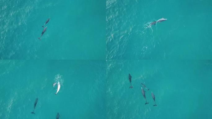 野生海豚大海鲸鱼实拍视频海鱼鲨鱼