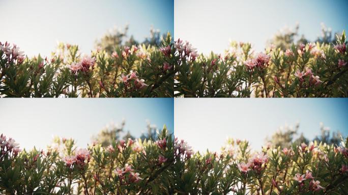 粉色夹竹桃花穿过透过意境空镜头大自然