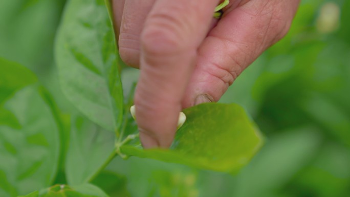 茉莉花 采茉莉花 茉莉花茶