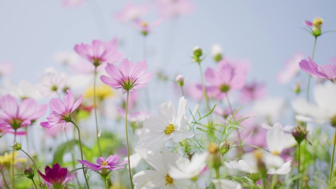 格桑花蓝天微风摇曳4