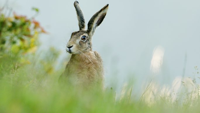 一只野兔在草地上的特写镜头