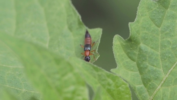 隐翅虫蚂蚁食蚜蝇微距昆虫