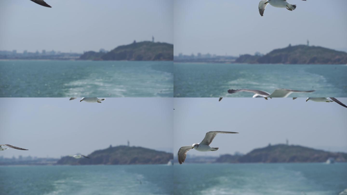 海鸥在海上飞翔