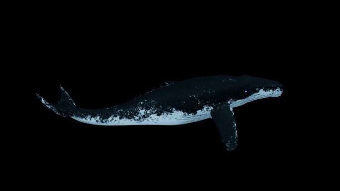 鲸鱼游动循环动画