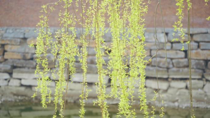 4K实拍 柳树飘荡 春暖花开 大柳树柳叶