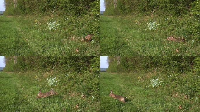 野兔跑过草地升格慢镜头兔子狡兔三窟