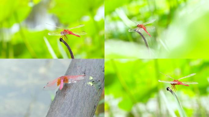 【4K原创可商用】红蜻蜓春天立夏谷雨