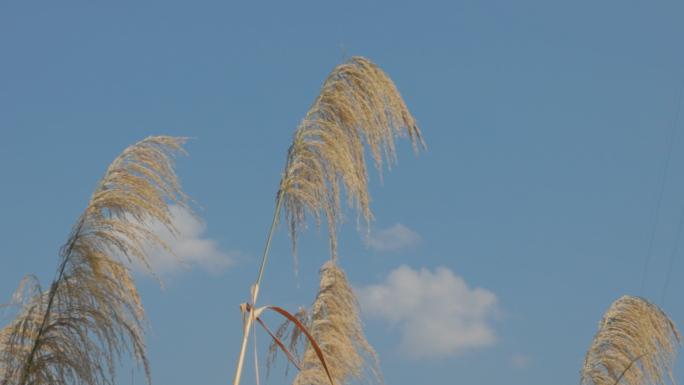 波光凌凌的湖面、芦苇空镜头