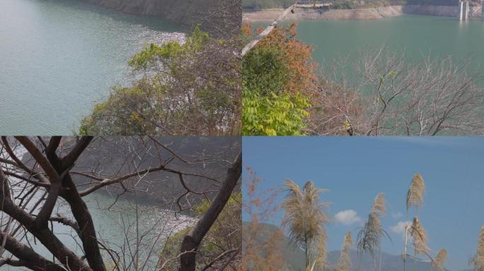 波光凌凌的湖面、芦苇空镜头