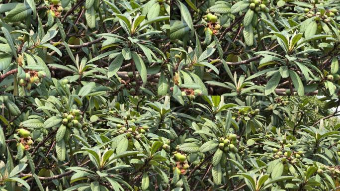 果园果树 枇杷树 枇杷果 枇杷园