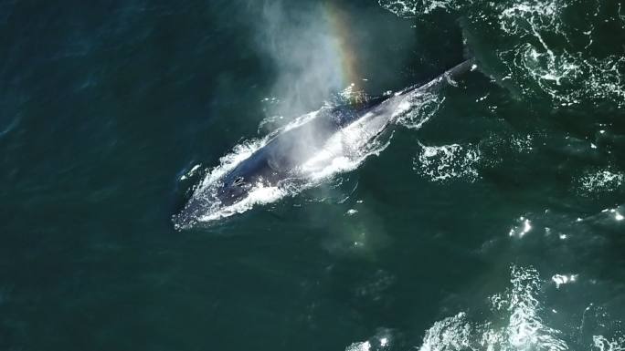座头鲸呼吸喷水海面