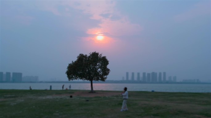 湖边日出一棵树