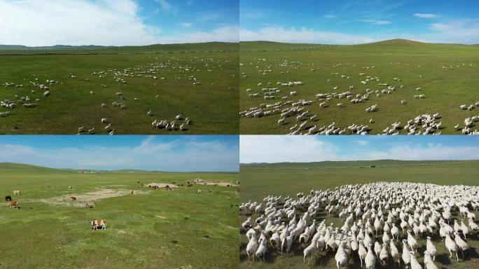 【原创】4K内蒙锡林郭勒盟羊群牛航拍