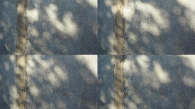 旧水泥墙上树叶的影子