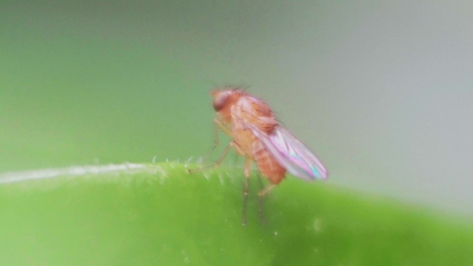 原创实拍食蚜蝇昆虫微距