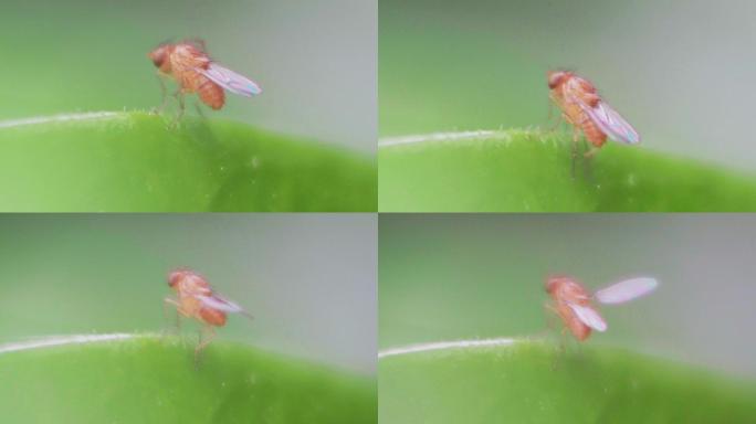 原创实拍食蚜蝇昆虫微距