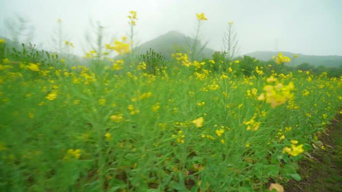 杭州八卦田赏油菜花