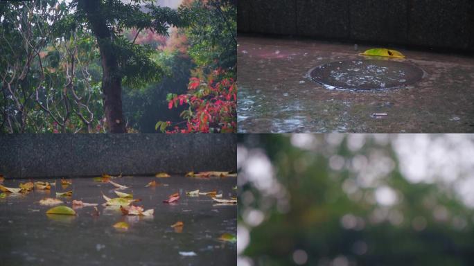 谷雨天春天落叶春意萌发雨景素材