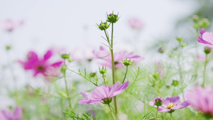 格桑花蕾蓝天