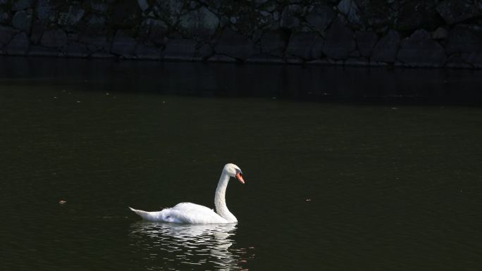 日本的天鹅湖水鸟咏鹅美丽高雅温和迁徙爱情