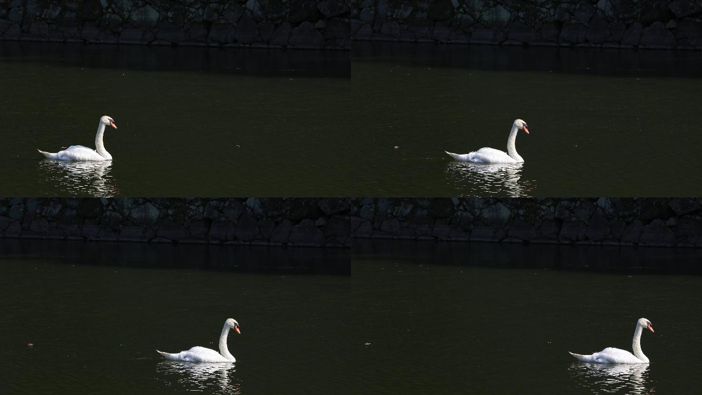 日本的天鹅湖水鸟咏鹅美丽高雅温和迁徙爱情