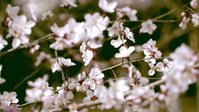 春天花开桃花李花春分7