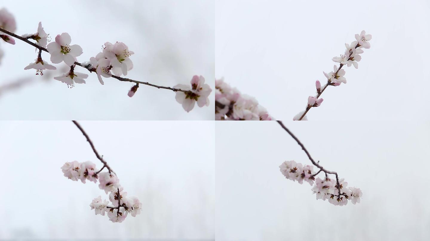 大雪中的桃花盛开
