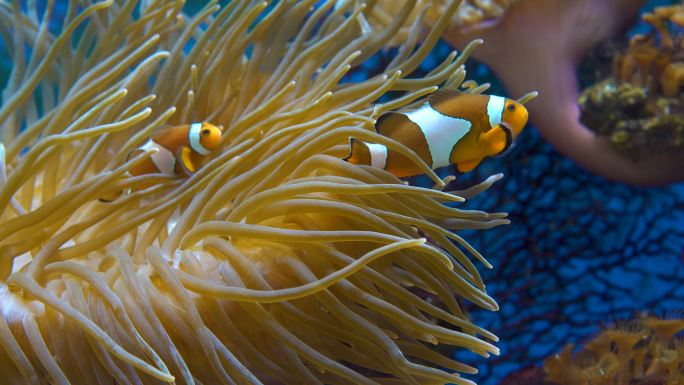 小丑鱼海底世界海洋生物三亚潜水深海热带鱼