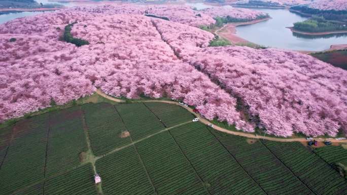 贵州平坝万亩樱花园4k航拍