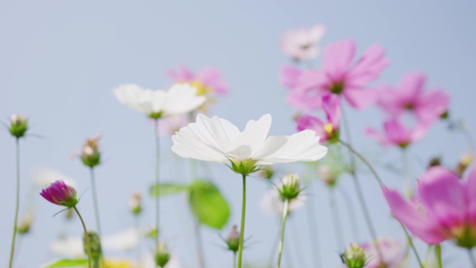 格桑花蓝天微风摇曳5