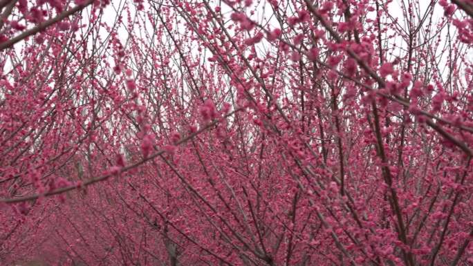 春天 桃花 桃树 粉色 花朵