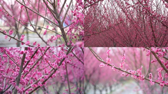 春天 桃花 桃树 粉色 花朵