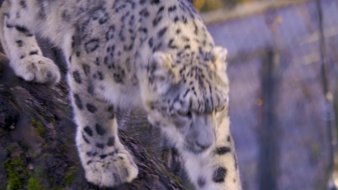 雪豹特写动物园雪豹猫科动物猛兽艾叶豹