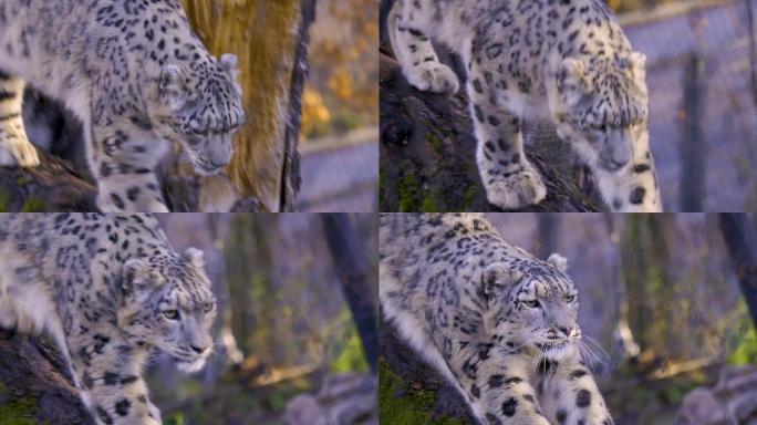 雪豹特写动物园雪豹猫科动物猛兽艾叶豹