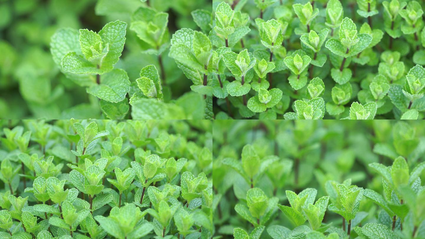 薄荷 生长 绿色 植物 药用