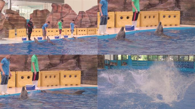 海豚表演训练