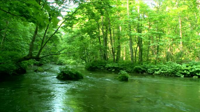 深林绿溪山林溪水河流原始森林山泉