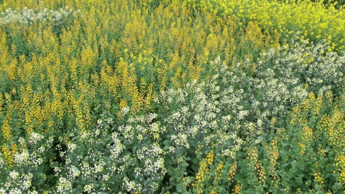 4K春季油菜花航拍特写