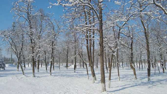 航拍雪后的树林雪景