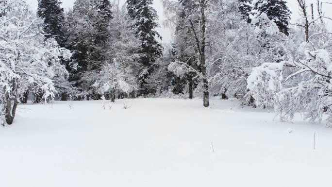 冬季针叶树覆盖着白雪