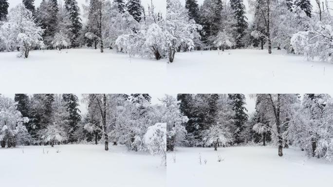 冬季针叶树覆盖着白雪