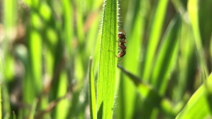 微距摄影 春天蚂蚁在草上爬